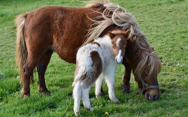 Pimp din pony: Kreative måder at personaliserer dit rideudstyr